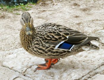 High angle view of a bird