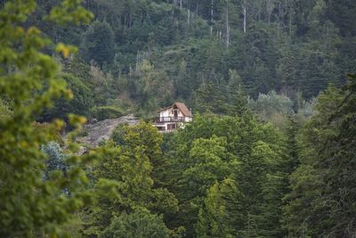 Pine trees in forest