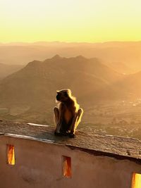 Monkey sitting on a mountain