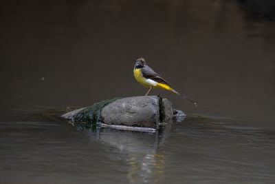 Bird perching on a lake