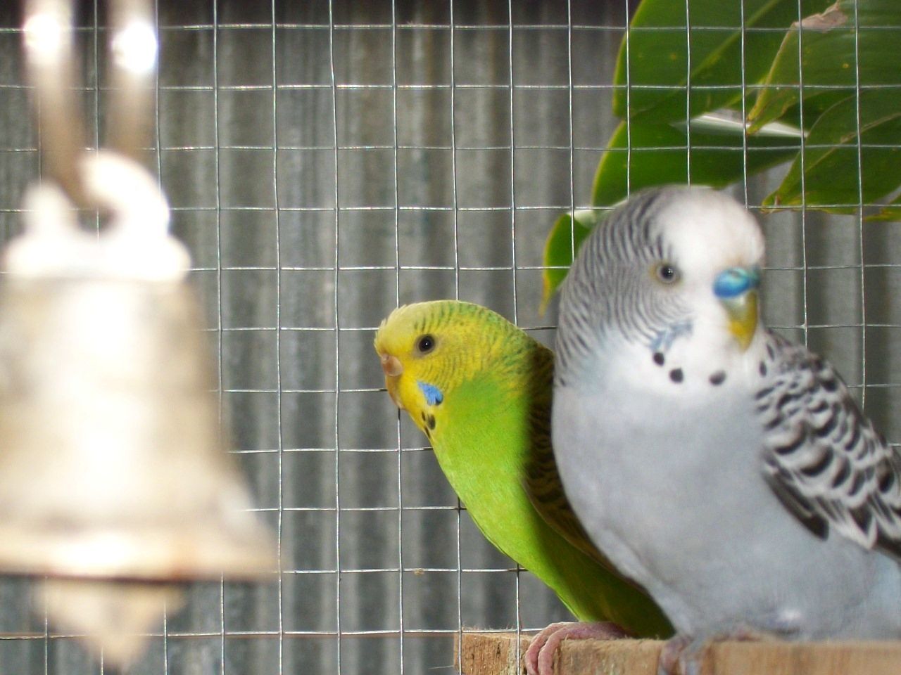 animal themes, bird, one animal, animals in the wild, parrot, cage, wildlife, animals in captivity, perching, beak, birdcage, close-up, focus on foreground, zoo, two animals, day, outdoors, no people, chicken - bird, nature