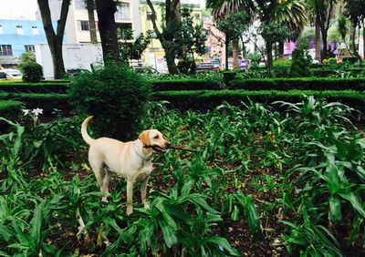 Dog lying on grass