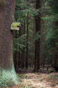 Trees in forest