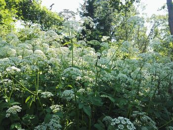 White flowers growing on field
