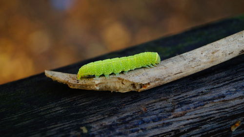 Close-up of green wooden plank