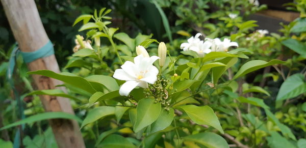 Close-up of white flowering plant