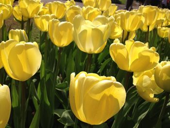 Close-up of yellow tulips blooming outdoors