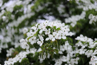 Close-up of white flowering plant