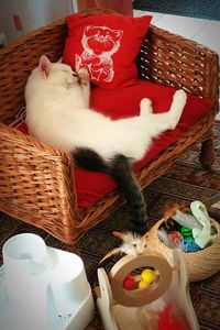 High angle view of cat in basket