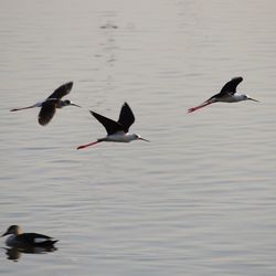 Ducks swimming in lake