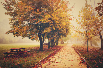 Pathway along trees on landscape