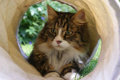 Norwegian forest cat in agility tunnel