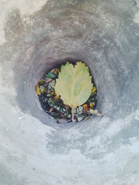 Close-up of leaves