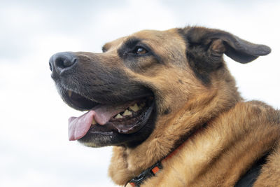 Close-up of dog looking away against sky