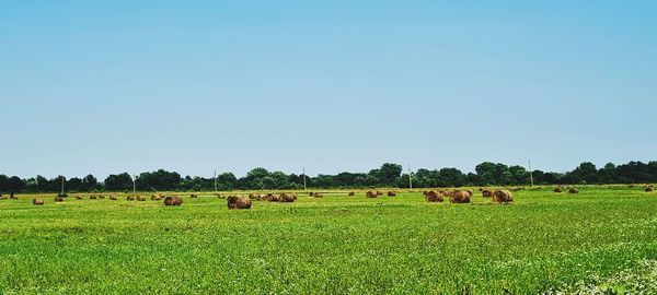 Hay bales on field against clear sky