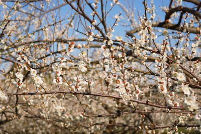 Low angle view of cherry blossoms in spring