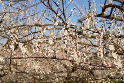 Low angle view of japanese apricot in spring
