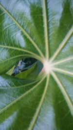 Close-up of insect on leaf