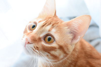 Close-up portrait of a cat