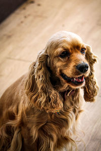 High angle view of dog looking away