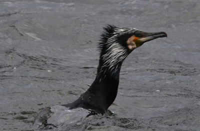 Close-up of a duck swimming in lake