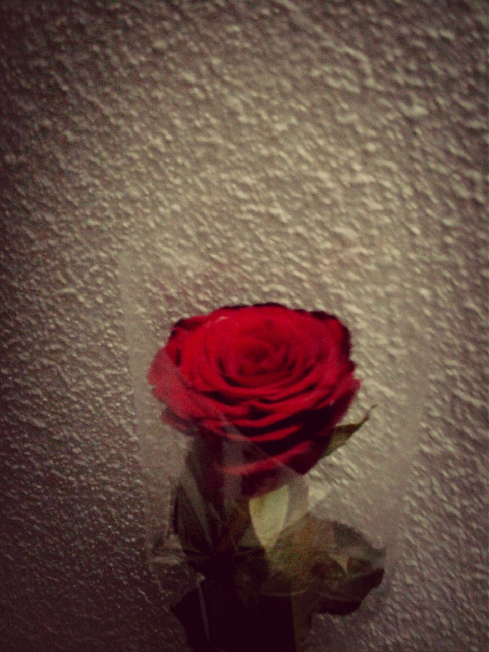 red, flower, rose - flower, petal, wall - building feature, flower head, close-up, pink color, indoors, fragility, freshness, single flower, rose, high angle view, no people, single object, stem, shadow, pink, nature