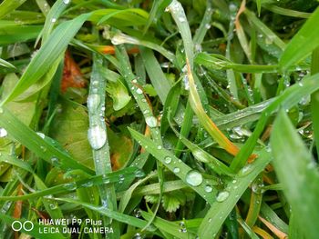 Close-up of wet insect on plant