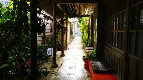 Plants in corridor