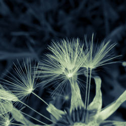 Close-up of dandelion against blurred background