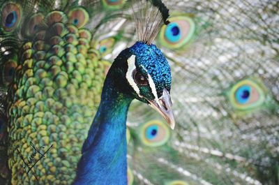 Close-up portrait of peacock