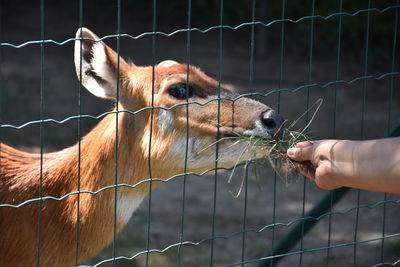 Hand feeding a deer in zoo