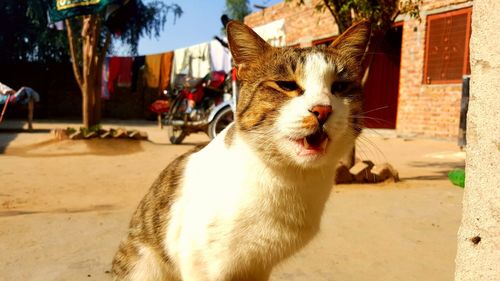 Close-up of a cat