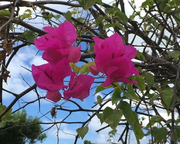 Low angle view of pink flowers