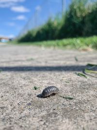 Close-up of caterpillar on road