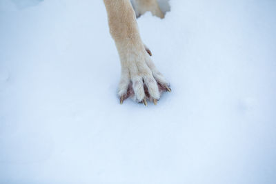 Low section of dog on snow