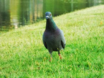 View of bird on grass