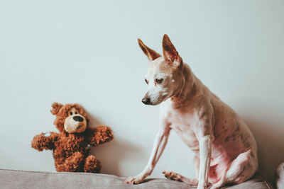Dog looking away with teddy bear 