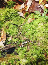 High angle view of grass and autumn leaves