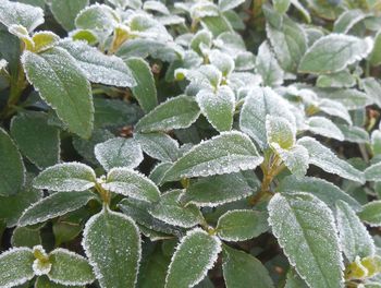 Close-up of leaves