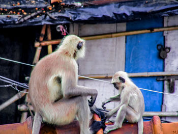 Monkey sitting in a zoo