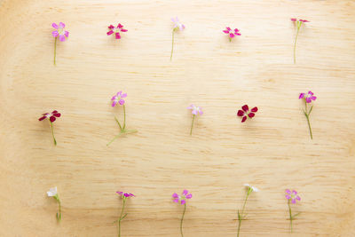 Close-up of pink flowers on wood