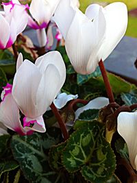 Close-up of white flower