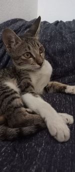 Close-up portrait of a cat