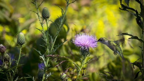 Close-up of thistle blooming outdoors