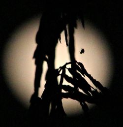 Close-up of silhouette horse against sky