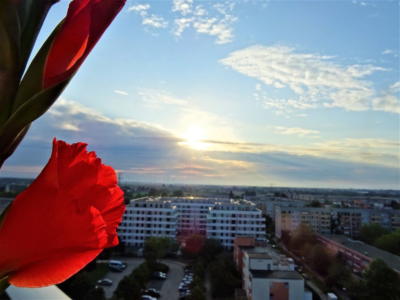 CLOSE-UP OF RED FLOWER AGAINST BUILDINGS IN CITY