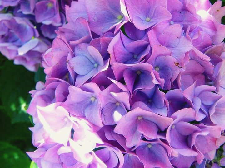 flower, freshness, petal, fragility, flower head, beauty in nature, growth, purple, close-up, nature, blooming, plant, pink color, in bloom, full frame, backgrounds, blossom, park - man made space, natural pattern, focus on foreground