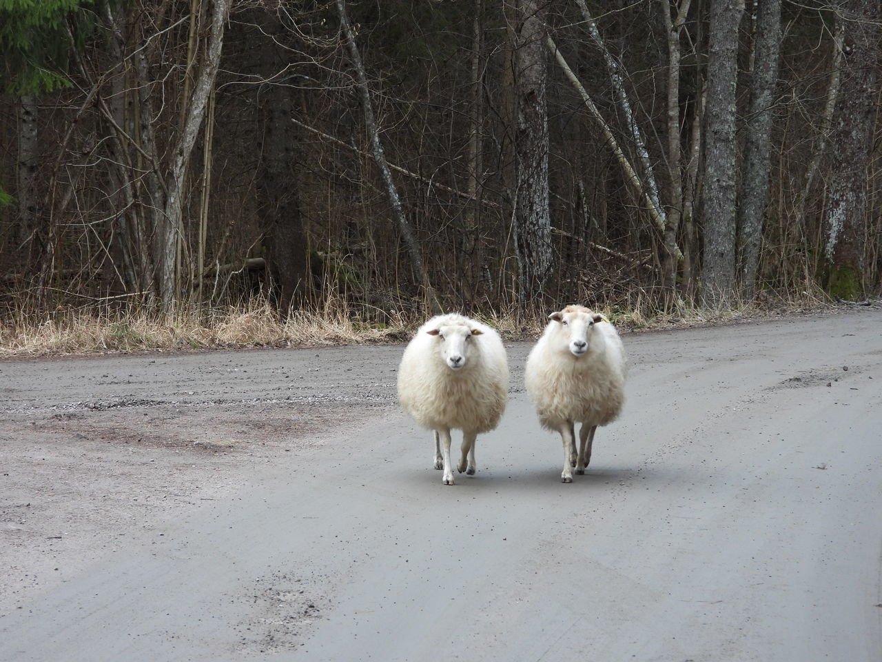 PORTRAIT OF A SHEEP IN A FOREST