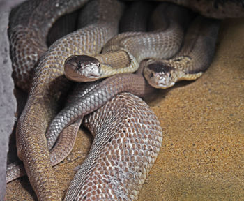 Close-up of snake