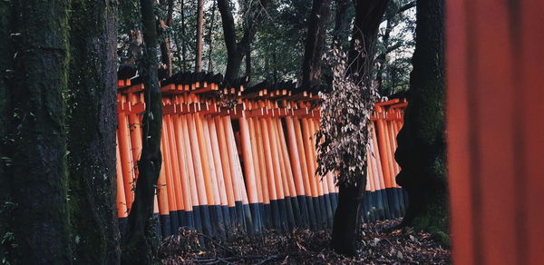 Panoramic shot of tree trunk in forest